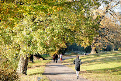 0471 Spaziergang im Park - Bilder aus Hamburger Grnanlagen; Weg unter Herbstbumen im Jenischpark in HH-Othmarschen.